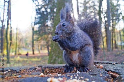 Squirrel with fluffy black fur eating nuts on hemp on a sunny spring day Canvas