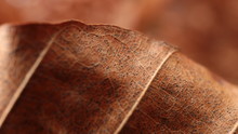 Close Up Of An Orange And Brown Leaf Edge
