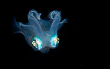 Incredible Underwater World - Sepioteuthis Lessoniana - Bigfin Reef Squid.