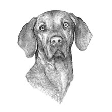 Black And White Drawing Of Vizsla Dog Isolated On White Background. Weimaraner. Animal Art Collection: Dogs. Realistic Dog Portrait - Hand Painted Illustration Of Pets. Good For Banner, Card