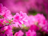 Fototapeta  - Pink rhododendron blossoms with a beautiful blur