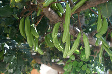 Green Carob Beans On A Tree