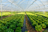 Fototapeta  - Fresh organic lettuce seedlings in greenhouse outdoors