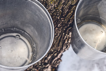 Wall Mural - buckets with maple sap collected from trees