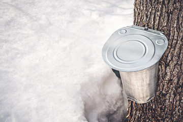 Wall Mural - Metal pail attached to a tree to collect maple sap