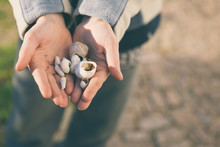 From Above Hands Of Anonymous Person Showing Small Seashells To Camera On Sunny Day In Nature