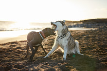 Dogs Running Near Waving Sea