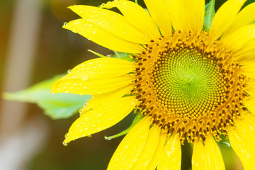 Beautiful sunflowers with sunlight in tha garden.