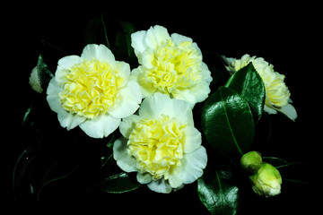 Flower Portraits.