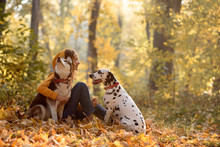 Happy Young Woman Walking In The Autumn Forest With Two Dogs. Two Companion Dogs Out For A Walk. Dalmatian And Siberian Husky Out For A Walk