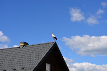 Stork.