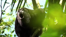 A Howler Monkey Cries Out In A Tree In The Rainforest Of Belize.