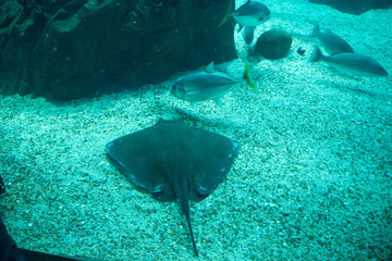 Wall Mural - Oceanarium aquarium of Lisbon, large collection of marine species.