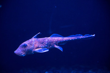 Wall Mural - Oceanarium aquarium of Lisbon, large collection of marine species.