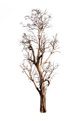 Wall Mural - Single old and dead tree isolated on white background