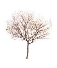 Wall Mural - Single old and dead tree isolated on white background