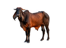 Good Brahman Male Cow Isolate On White Background,This Has Clipping Path
