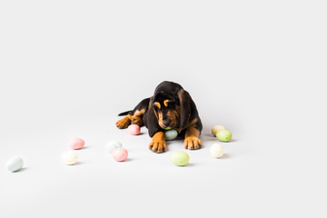 Wall Mural - Puppy with Easter Eggs