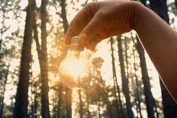 Wall Mural - hand holding light bulb with sunlight in forest. solar energy, clean power concept