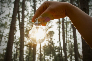 Wall Mural - hand holding light bulb with sunlight in forest. solar energy, clean power concept