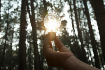 Wall Mural - hand holding light bulb with sunlight in forest. solar energy, clean power concept