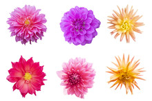 Blurred For Background.Beautiful Dahlia Isolated On The White Background. Photo With Clipping Path.