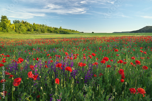 Foto  Spring flowers in meadow.
