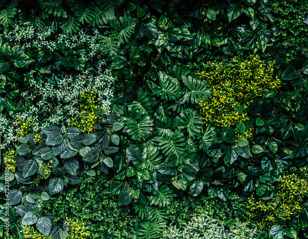 Green leaf wall background image - obrazy, fototapety, plakaty 