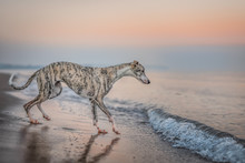 Hübscher Windhund (Whippet) Am Strand Nach Dem Sonnenuntergang