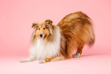Cute Rough Collie Dog On Pink Background