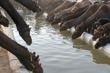 Wall Mural - Camels drink water in desert Thar during Pushkar Camel Fair, Rajasthan, India
