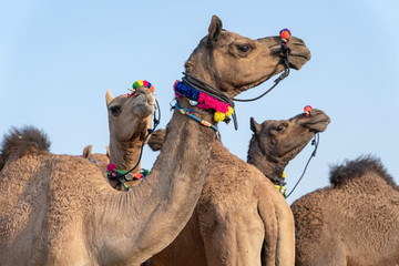 Wall Mural - Camels in desert Thar during Pushkar Camel Fair, Rajasthan, India