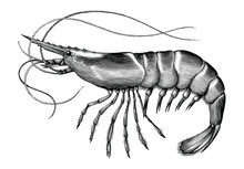 Antique Engraving Illustration Of Shrimp Black And White Clip Art Isolated On White Background