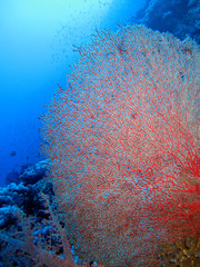 The amazing underwater world of the Red Sea.