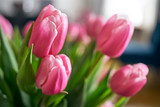Fototapeta Tulipany - Bukiet różowych tulipanów