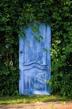 Old Blue Door In The Forest.