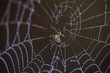 © babaroga - forest spider on the net