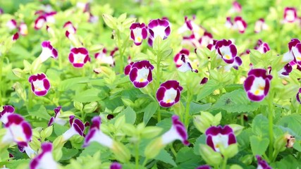 Wall Mural - wishbone flower (torenia fournieri) in garden.