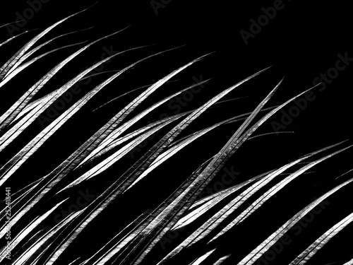 Wasserabweisende Stoffe - black and white palm leaf with light and shadow (von srckomkrit)