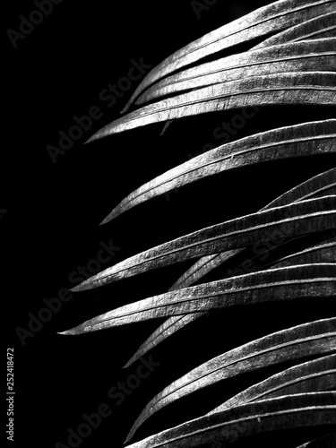 Wasserabweisende Stoffe - black and white palm leaf with light and shadow (von srckomkrit)