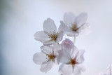 Fototapeta Kwiaty - Japanese cherry blossom trees, sakura blooming