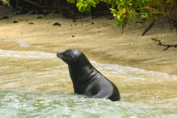 Wall Mural - Galapagos sea lion