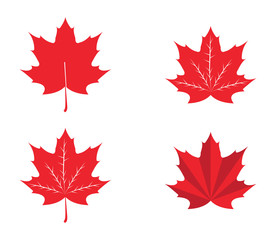 Maple Leaf Vector illustration design Logo template