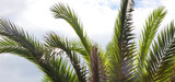 Fototapeta Na sufit - Palm trees in the park. Subtropical climate