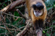 capuchin monkey
