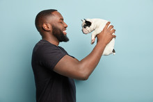 Horizontal Sideways Shot Of Happy Black Man With Thick Bristle, Being In Good Mood, Plays With Funny Puppy, Holds French Bulldog, Makes Sure Dog Feels Comfortable In Hosts Hands, Isolated On Blue Wall