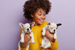 Indoor shot of happy woman cant make choice between two french bulldog puppies who have sleek easy care coat, like playing, have sleepy looks. Positive black woman owner with domestic animals