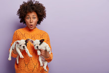 Shocked African American Female Seller Of Dogs, Holds Two Tender Calm Small Puppies With Black And White Colour, Stands Against Violet Background With Blank Space For Your Promotional Content