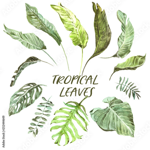 Tropical Leaves Watercolor Set Exotic Green Leaf Isolated On