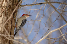 Woodpecker, Red Bellied